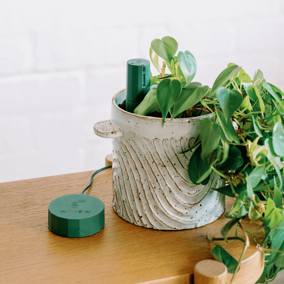 Moss Coloured Willow Sensor and Hub