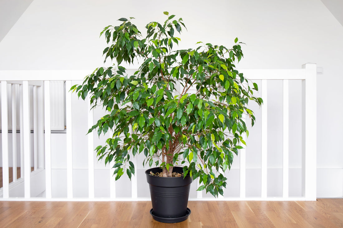 The Pros and Cons of Mature Plants