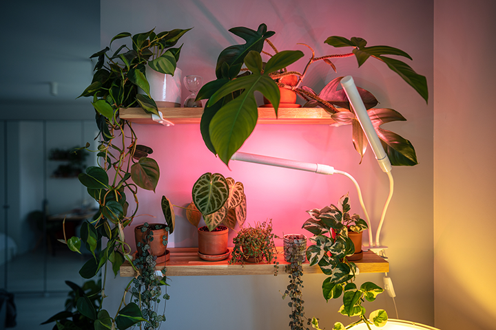 Buy a Grow Light Without Wasting Your Money
