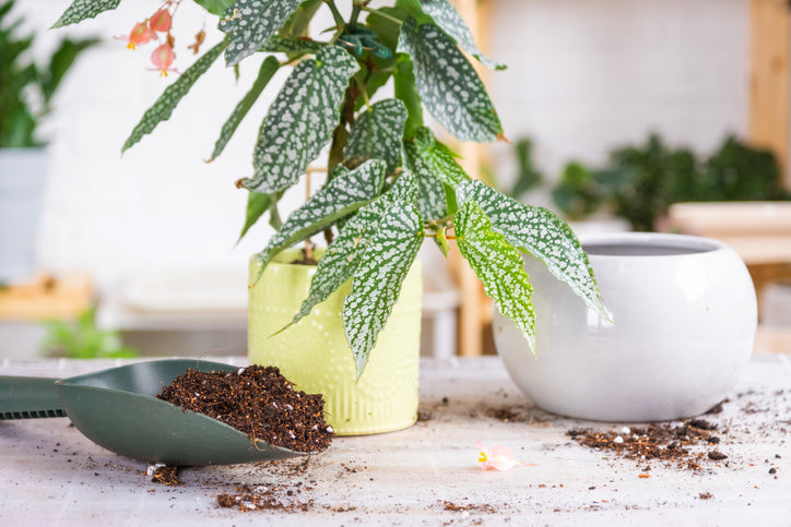 How to improve your houseplant’s soil drainage