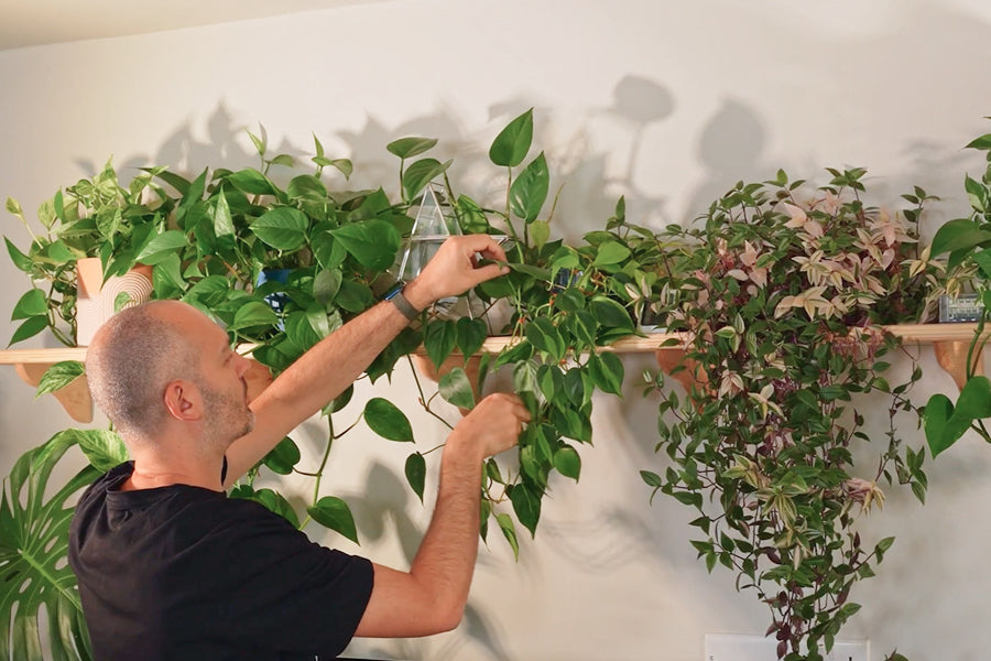 Sheffield Made Plants x Plant with Willow
