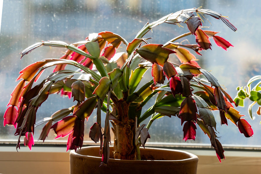 Cómo cuidar tus plantas de interior este verano