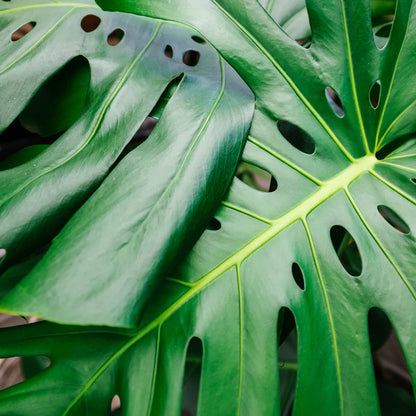 Coarse & Potting Mix