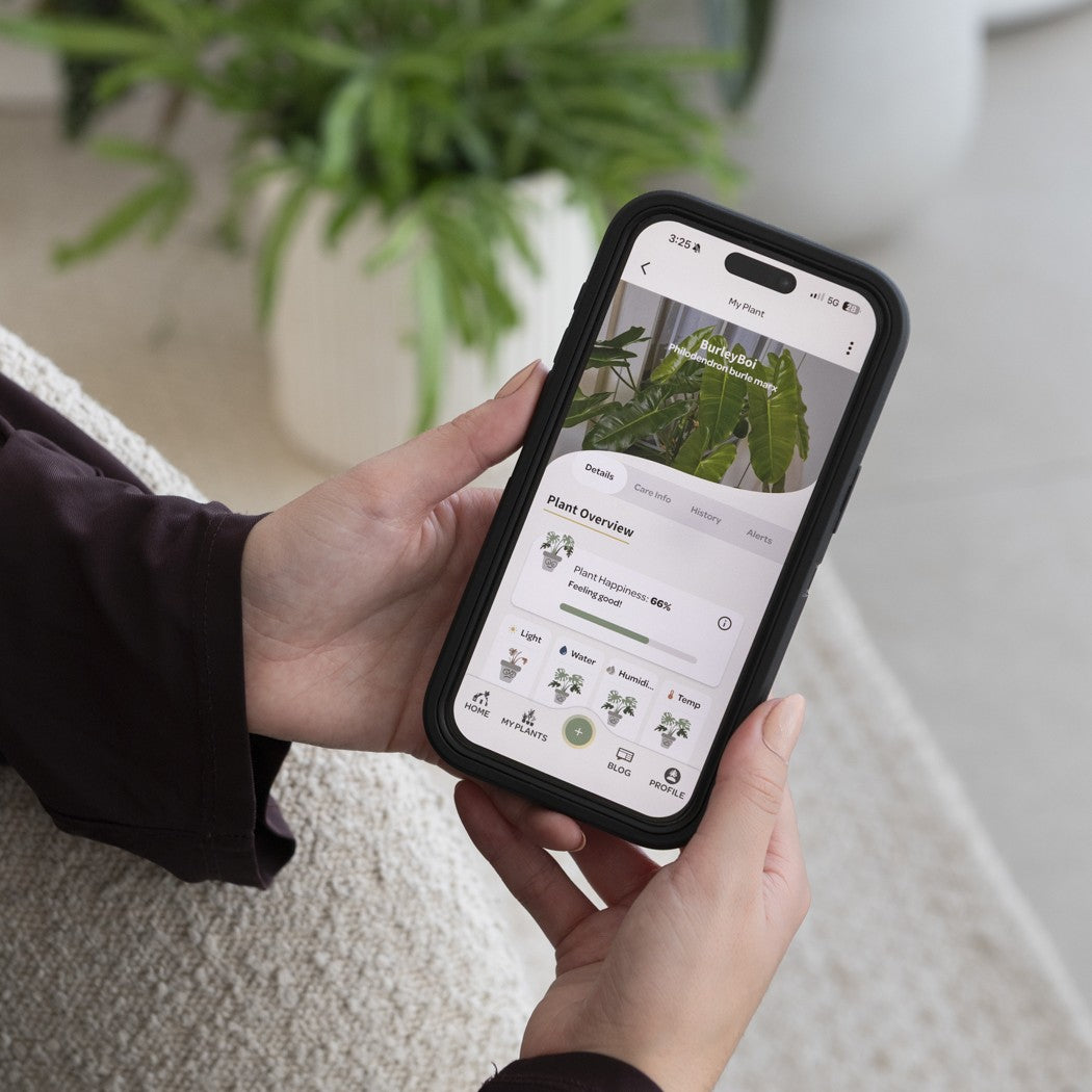 Willow app