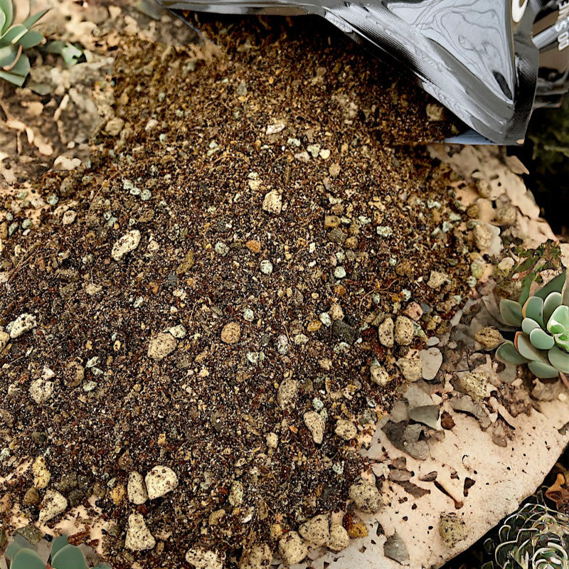 Cacti & Succulent Mix
