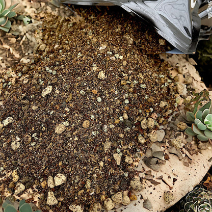 Cacti & Succulent Mix