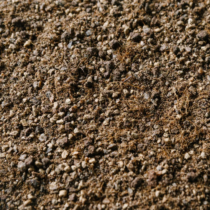 Cacti & Succulent Mix