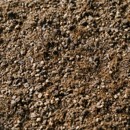 Cacti & Succulent Mix