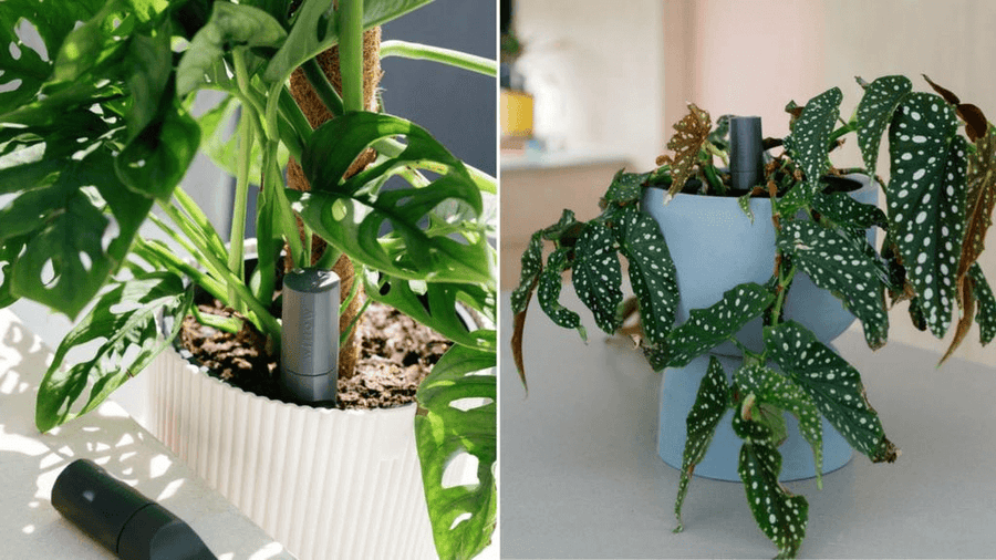 Best device for indoor plants