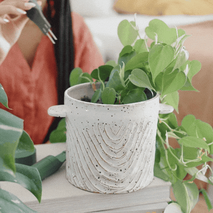Plant Parent