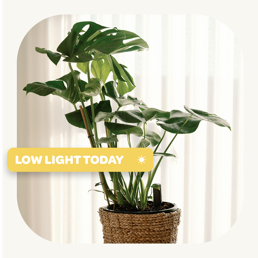 Willow Sensor