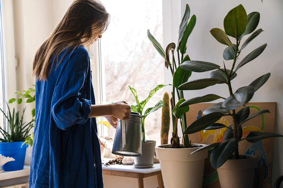 watering is a guessing game